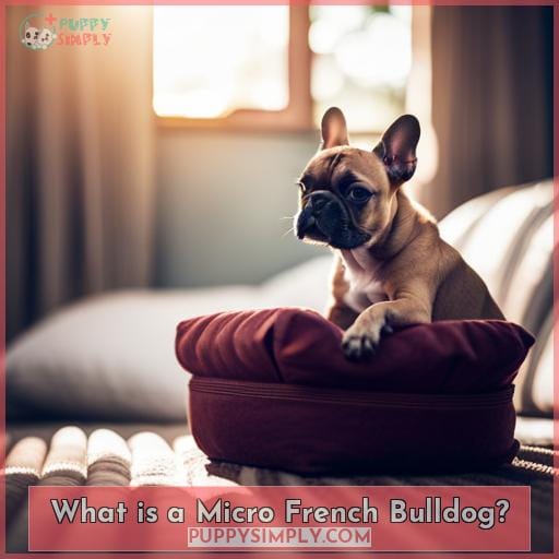 What is a Micro French Bulldog