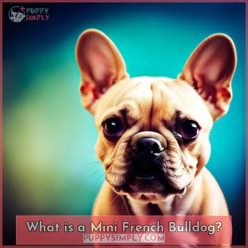 What is a Mini French Bulldog
