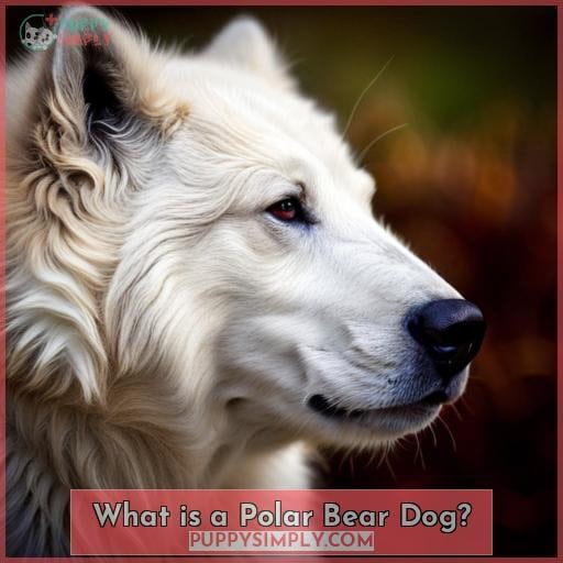 What is a Polar Bear Dog