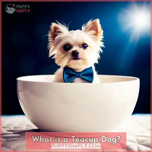 What is a Teacup Dog