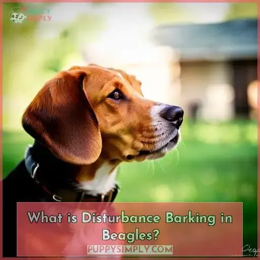 What is Disturbance Barking in Beagles