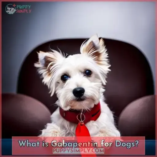 What is Gabapentin for Dogs