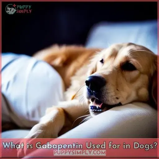 What is Gabapentin Used for in Dogs