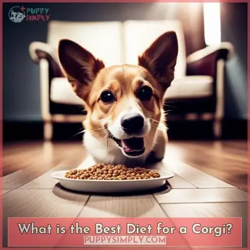 What is the Best Diet for a Corgi
