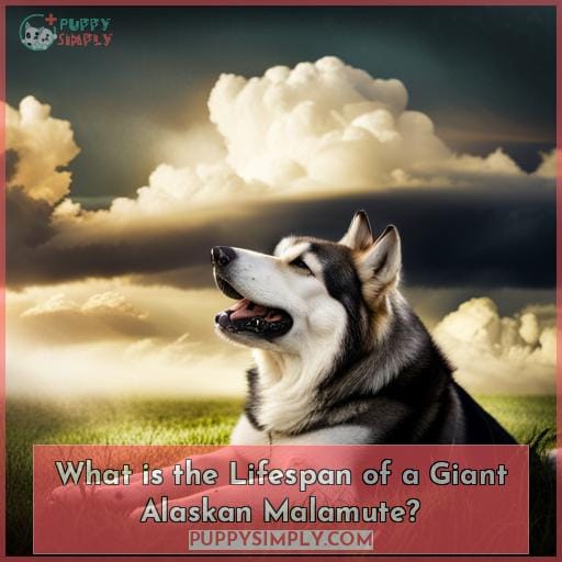 What is the Lifespan of a Giant Alaskan Malamute