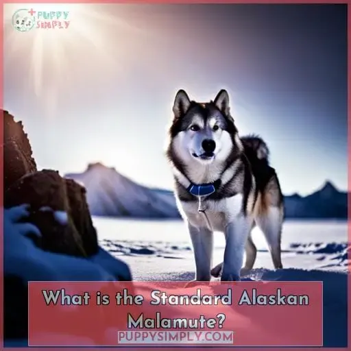 What is the Standard Alaskan Malamute
