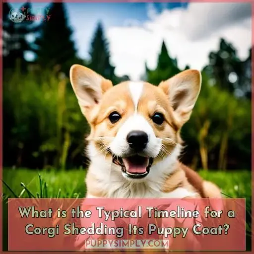 What is the Typical Timeline for a Corgi Shedding Its Puppy Coat