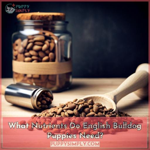 What Nutrients Do English Bulldog Puppies Need