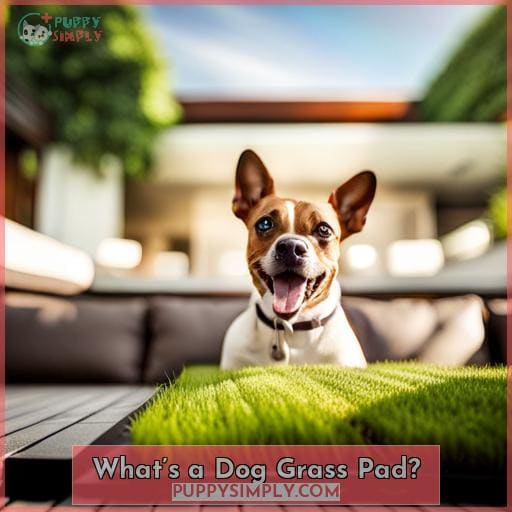 What’s a Dog Grass Pad