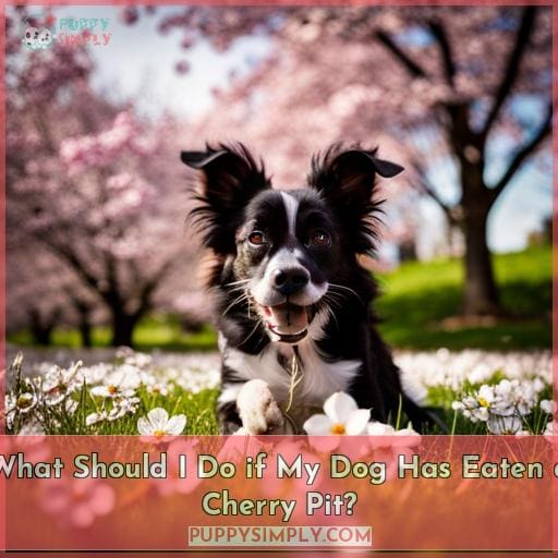 Can Dogs Eat Cherry Pits? The Surprising Health Risks Owners Need to Know