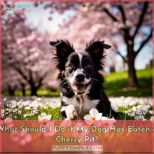 What Should I Do if My Dog Has Eaten a Cherry Pit