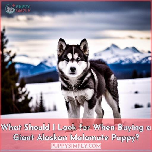 What Should I Look for When Buying a Giant Alaskan Malamute Puppy
