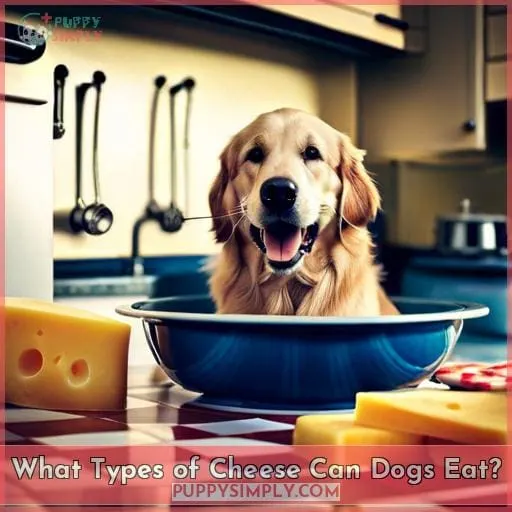 What Types of Cheese Can Dogs Eat