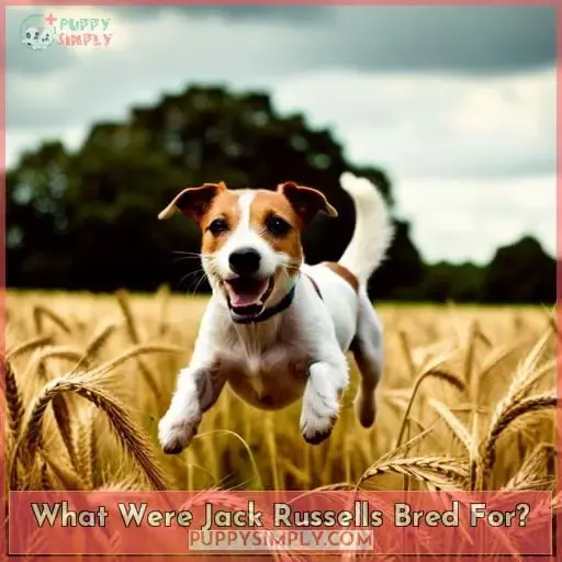 What Were Jack Russells Bred For