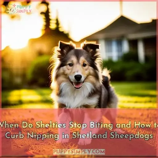 when do shelties shetland sheepdogs stop biting and how can you stop it