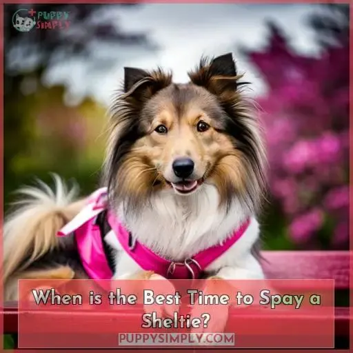 When is the Best Time to Spay a Sheltie