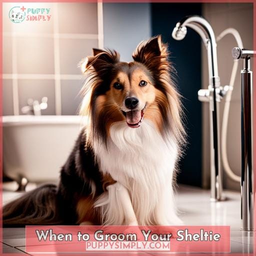 When to Groom Your Sheltie