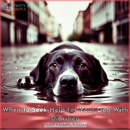 When to Seek Help for Your Dog With Diarrhea