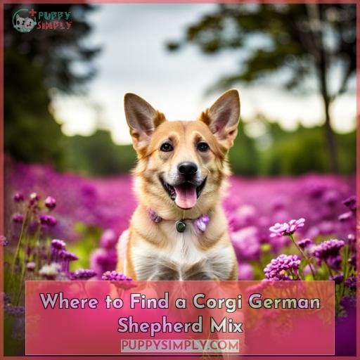 Where to Find a Corgi German Shepherd Mix
