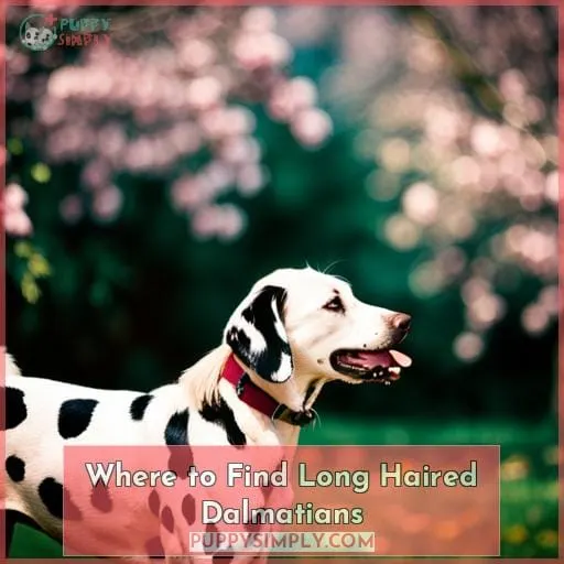 Where to Find Long Haired Dalmatians