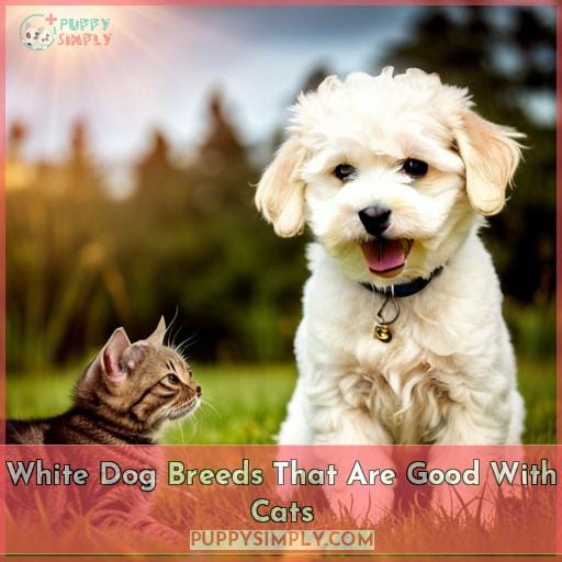 White Dog Breeds That Are Good With Cats
