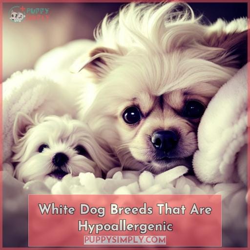 White Dog Breeds That Are Hypoallergenic