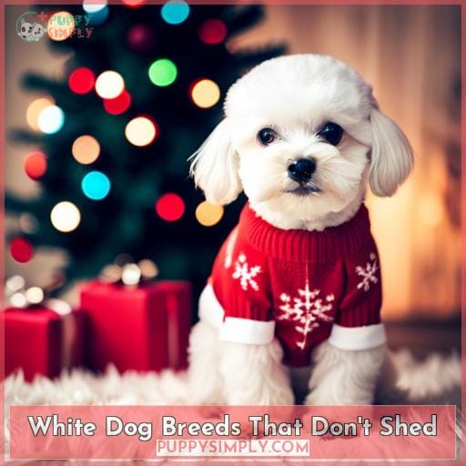 White Dog Breeds That Don