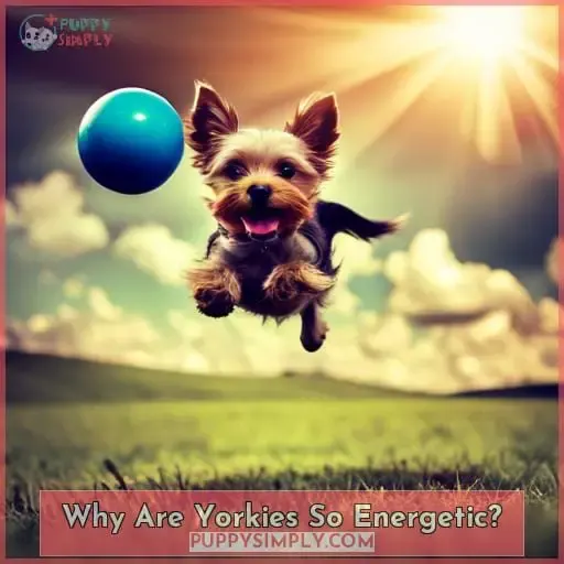 Why Are Yorkies So Energetic