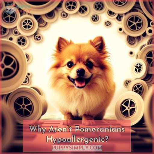 Why Aren’t Pomeranians Hypoallergenic Why Aren’t Pomeranians Hypoallergenic