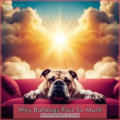 Why Bulldogs Fart So Much