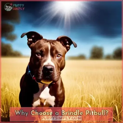 Why Choose a Brindle Pitbull