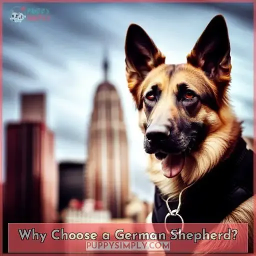 Why Choose a German Shepherd