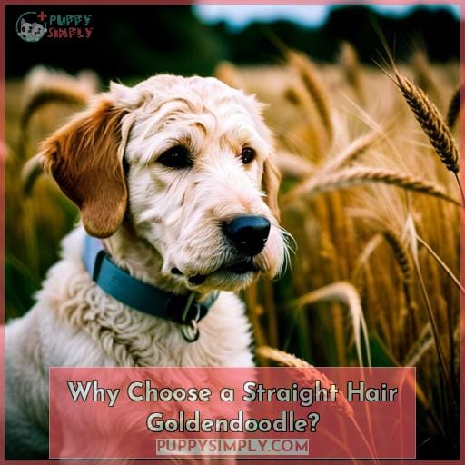 Why Choose a Straight Hair Goldendoodle
