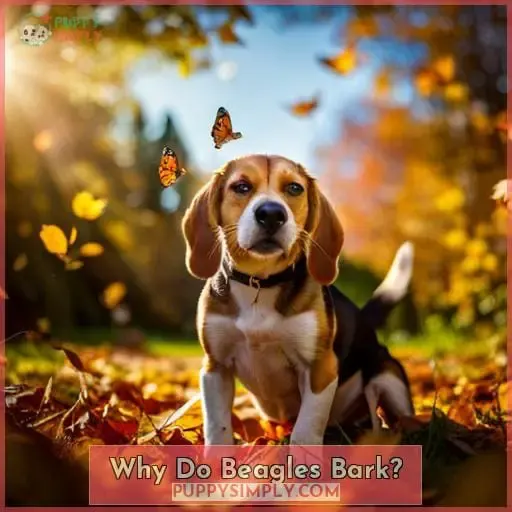 Why Do Beagles Bark