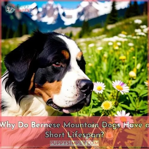 Why Do Bernese Mountain Dogs Have a Short Lifespan