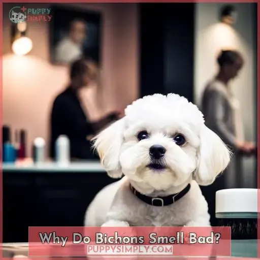 Why Do Bichons Smell Bad
