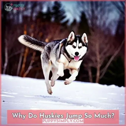 Why Do Huskies Jump So Much