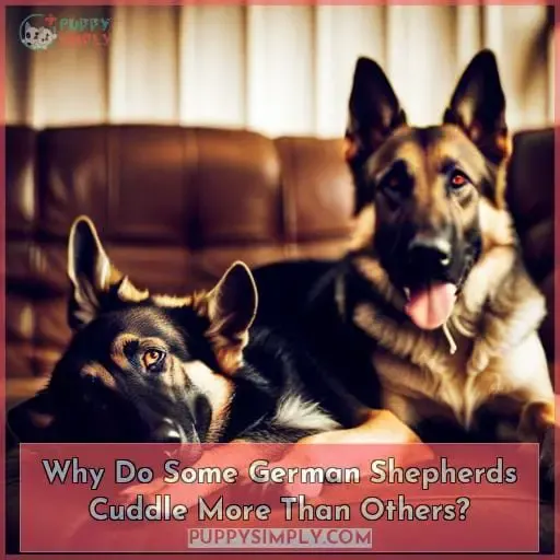 Why Do Some German Shepherds Cuddle More Than Others