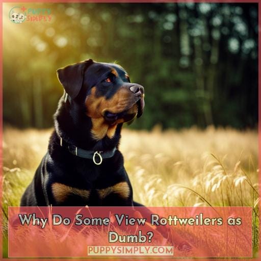 Why Do Some View Rottweilers as Dumb