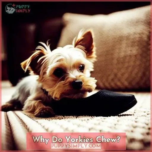 Why Do Yorkies Chew