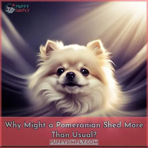 Why Might a Pomeranian Shed More Than Usual