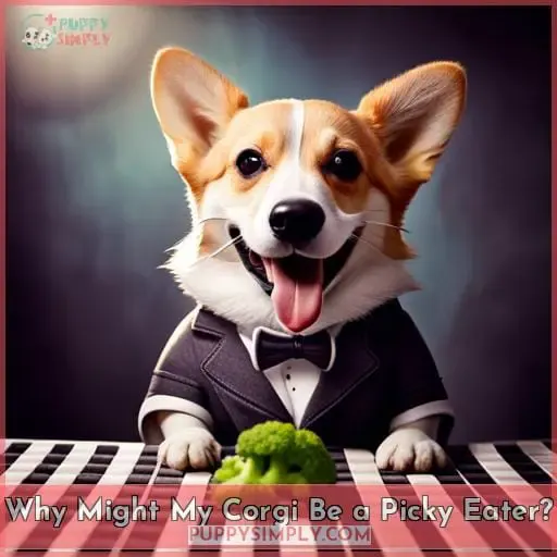 Why Might My Corgi Be a Picky Eater