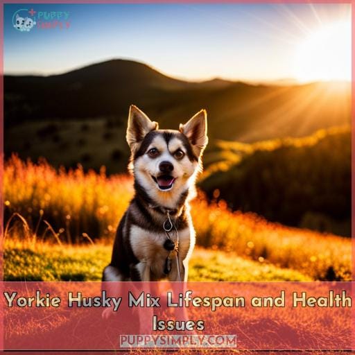 Yorkie Husky Mix Lifespan and Health Issues