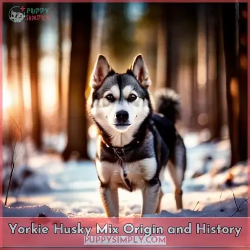 Yorkie Husky Mix Origin and History