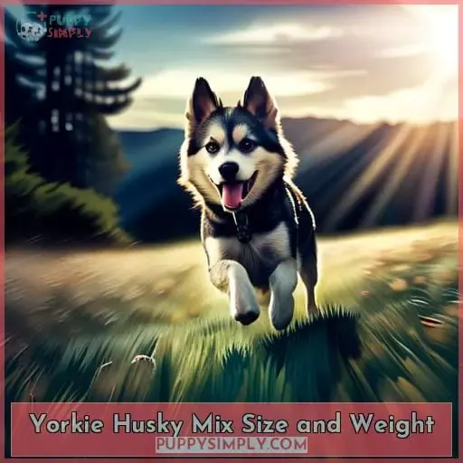 Yorkie Husky Mix Size and Weight