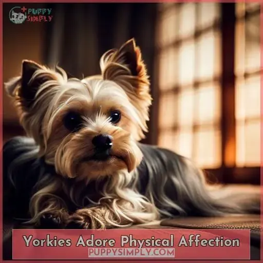 Yorkies Adore Physical Affection
