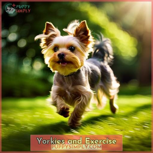 Everything You Need for Your New Yorkie: Key Milestones, Health ...