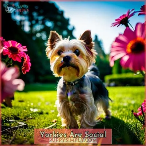 Yorkies Are Social