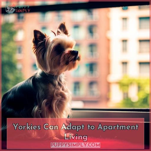 Yorkies Can Adapt to Apartment Living