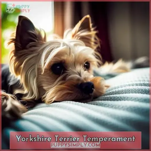 Yorkshire Terrier Temperament